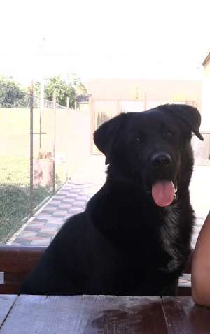 Labrador pt monta fara pedigree Timisoara