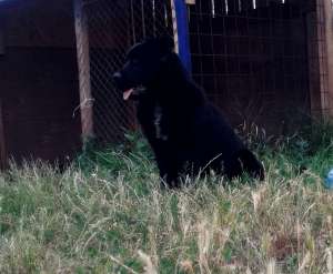Labrador pt monta fara pedigree Timisoara