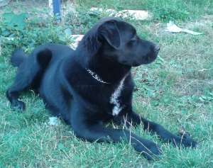Labrador pt monta fara pedigree Timisoara