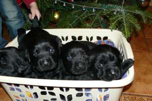 vand pui labrador retriever