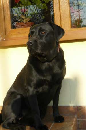 vand pui labrador retriever