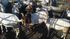 vand tapi; un alpin francez si  doi beor francez