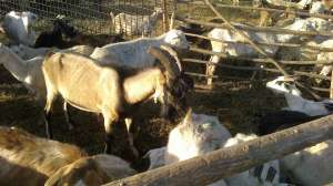 vand tapi; un alpin francez si  doi beor francez