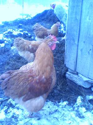 vanzre cocos brahma in varsta de 9 luni