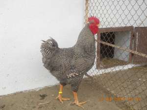 cocosi plymouth  rock  barat