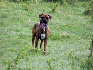 Monta Boxer frumos