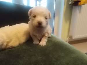 vand bichon
