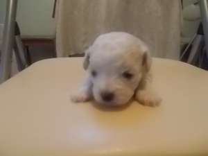 vand bichon