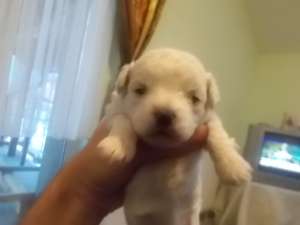 bichon