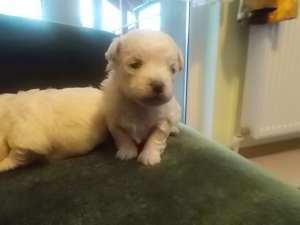 bichon