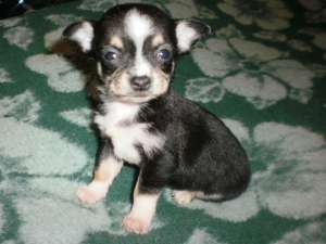 vand catei chihuahua