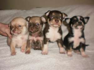 vand catei chihuahua