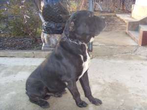 ofer mascul cane corso monta
