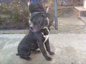 ofer mascul cane corso monta