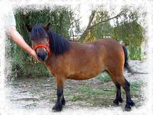 ponei de vanzare