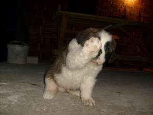 vand catei saint bernard