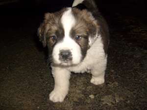 vand catei saint bernard