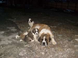 vand catei saint bernard