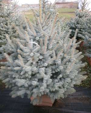 tuia si plante ornamentale