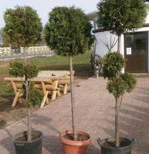 tuia si plante ornamentale