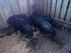 Vand Porc Vier Vietnamez pt. monta