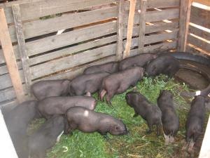 Vand Porc Vier Vietnamez pt. monta