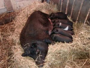 Vand Porc Vier Vietnamez pt. monta