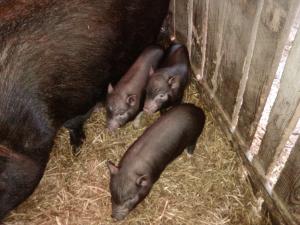 Vand Porc Vier Vietnamez pt. monta