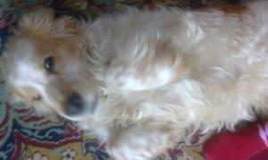 monta mascul springer spaniel alb