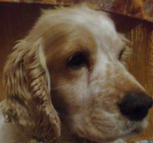 monta mascul springer spaniel alb