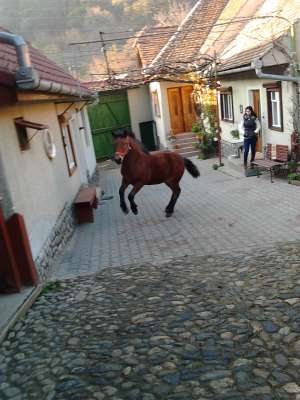 vand iapa si manza