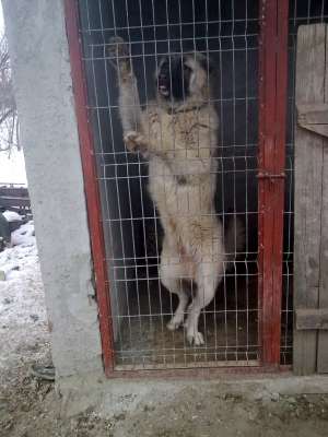 Vand ciobanesc caucazian pui