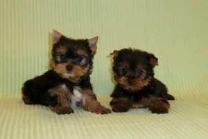 de vanzare pui de yorkshire terrier