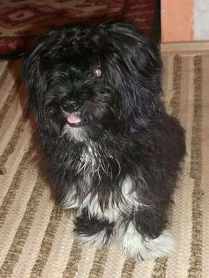 mascul bichon