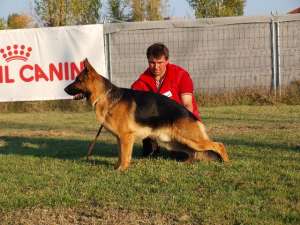 Vind catei ciobanesc german din parinti arbitrati