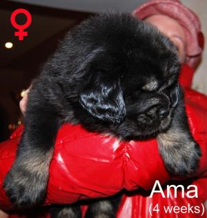 vand catei rasa Mastiff Tibetan