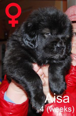 vand catei rasa Mastiff Tibetan