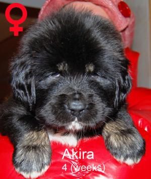 vand catei rasa Mastiff Tibetan