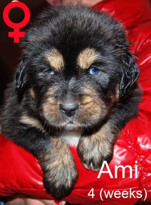 vand catei rasa Mastiff Tibetan