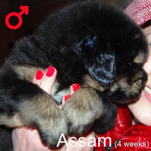 vand catei rasa Mastiff Tibetan