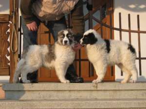CIOBANESC ROMANESC DE BUCOVINA,  3 LUNI,  CU PEDIGREE