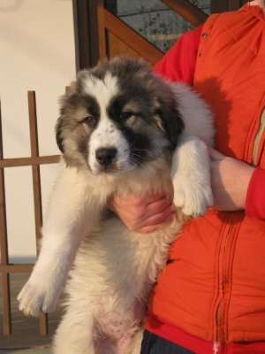 CIOBANESC ROMANESC DE BUCOVINA,  3 LUNI,  CU PEDIGREE