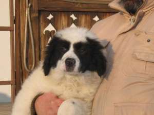 CIOBANESC ROMANESC DE BUCOVINA,  3 LUNI,  CU PEDIGREE