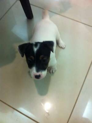 vand catelusi Jack Russell