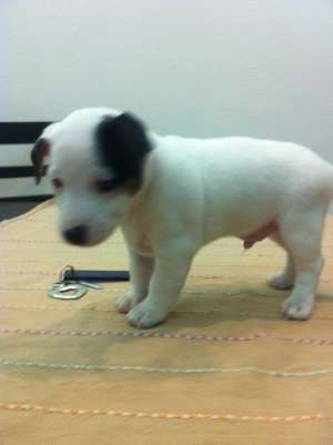 vand catelusi Jack Russell