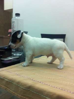 vand catelusi Jack Russell
