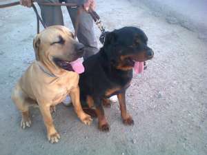 Vand mascul Presa canario !!!