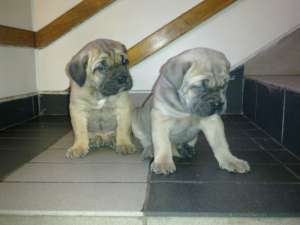 vand catei cane corso rasa pura