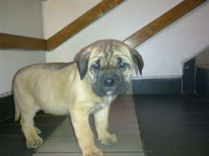 vand catei cane corso rasa pura