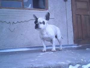 vind buldog francez